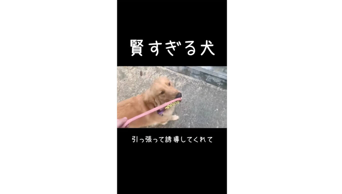 ゴールデンレトリーバー,動画