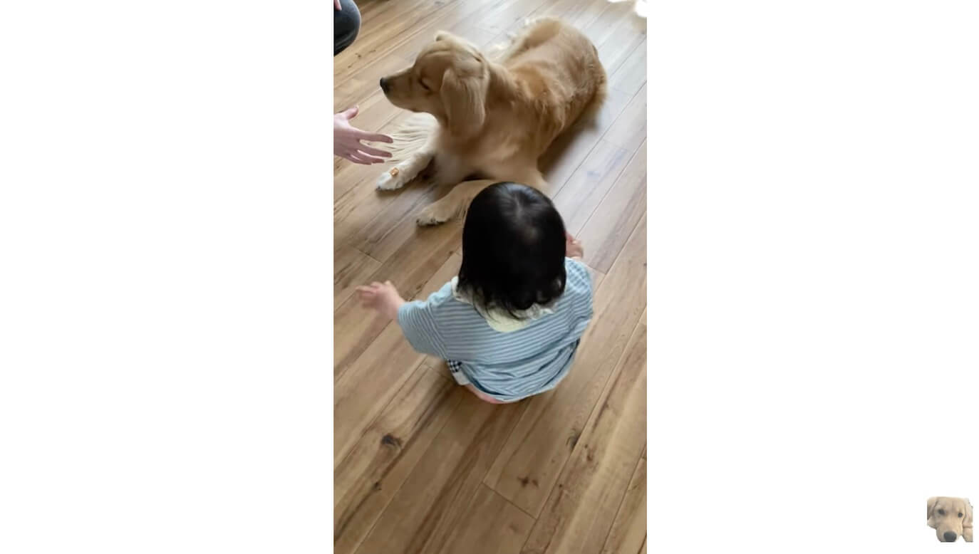 ゴールデンレトリーバー,動画