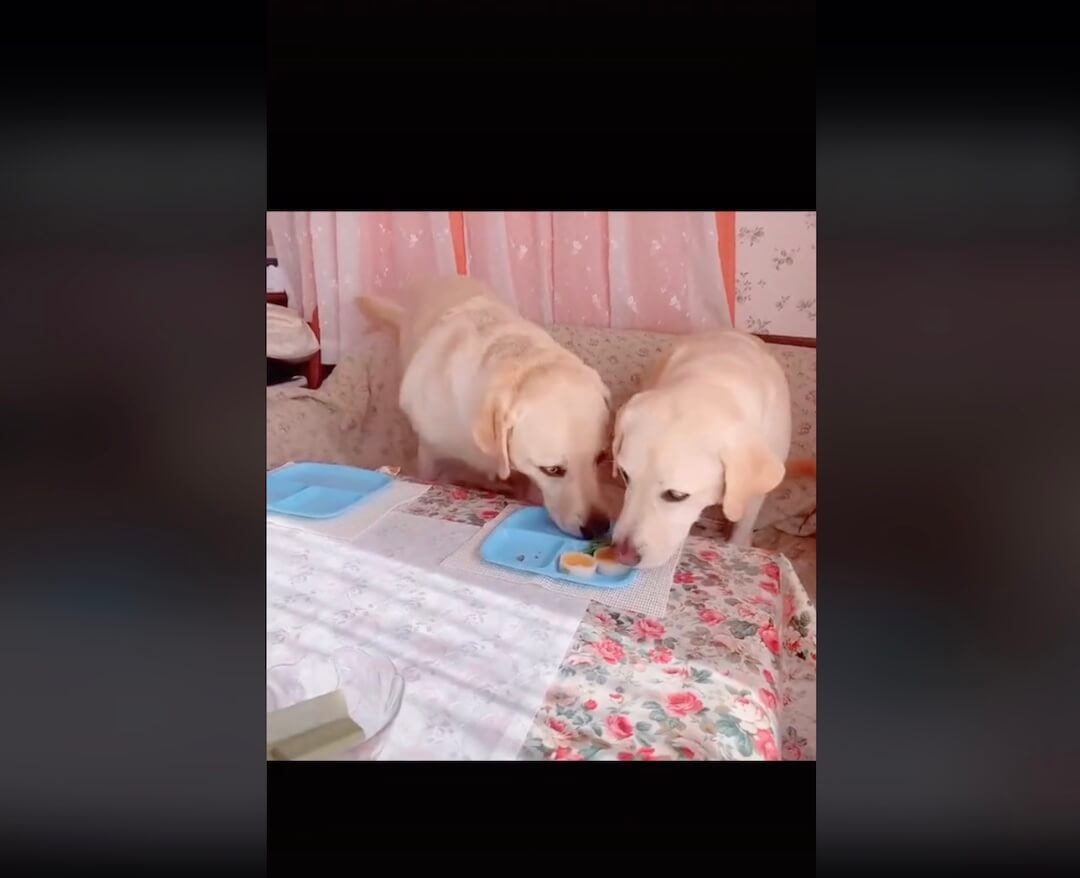 ラブラドールレトリーバー,動画