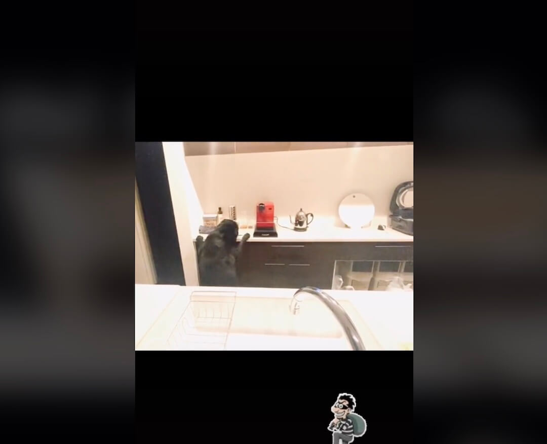 ラブラドールレトリーバー,動画