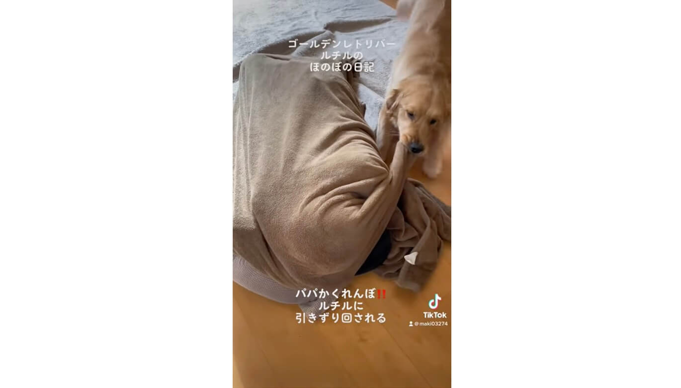 ゴールデンレトリーバー,動画