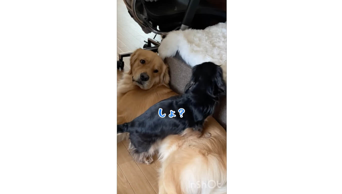 ゴールデンレトリーバー,動画