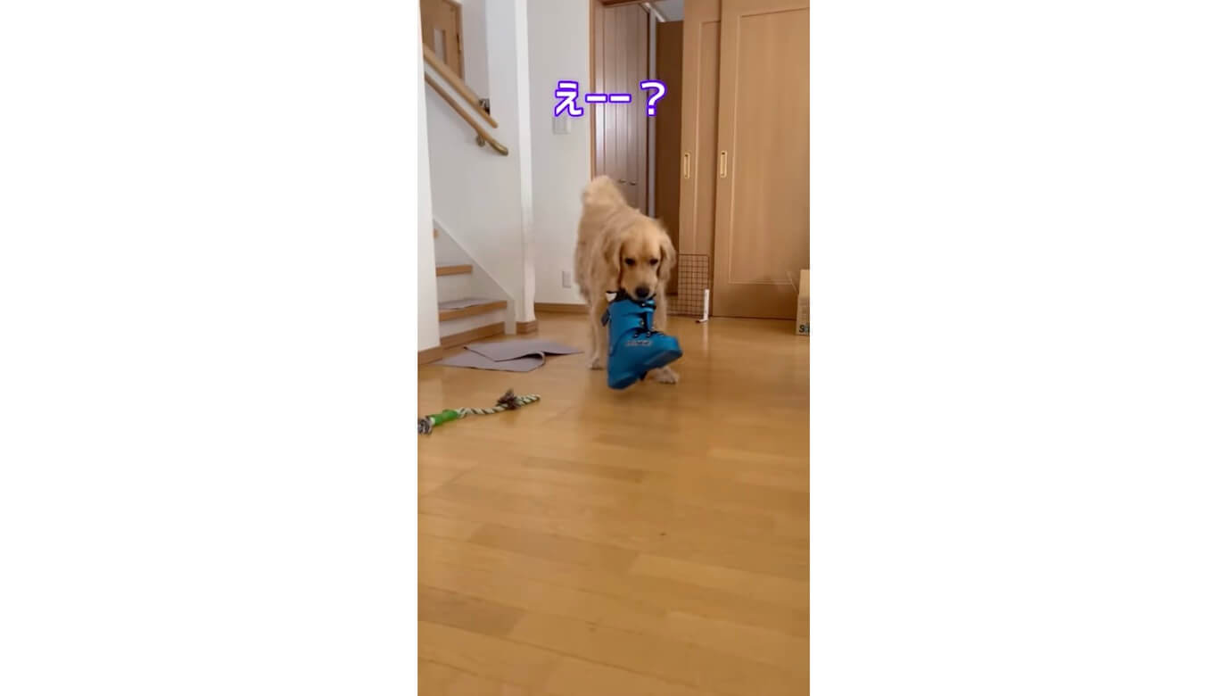 ゴールデンレトリーバー,動画