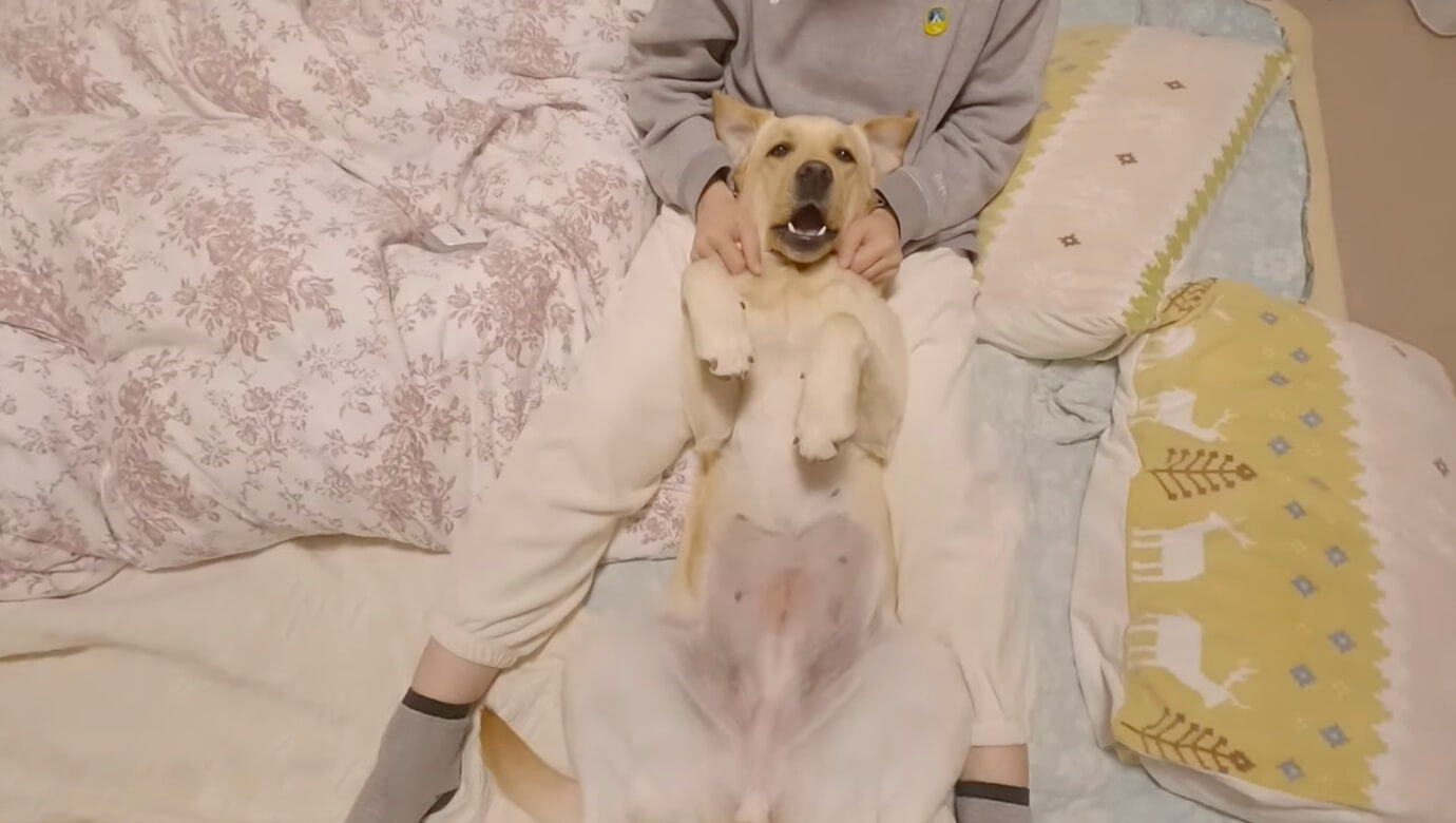 ラブラドールレトリーバー,動画