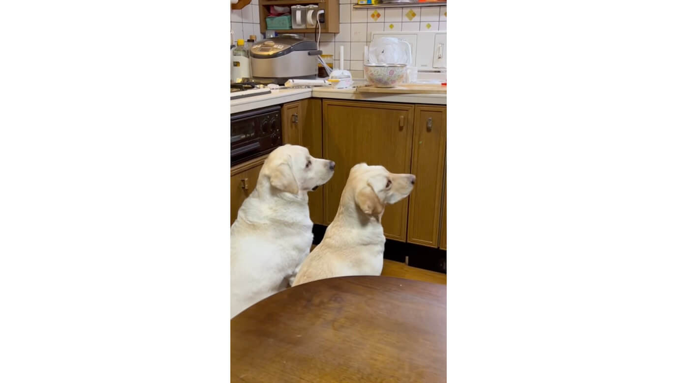 ラブラドールレトリーバー,動画