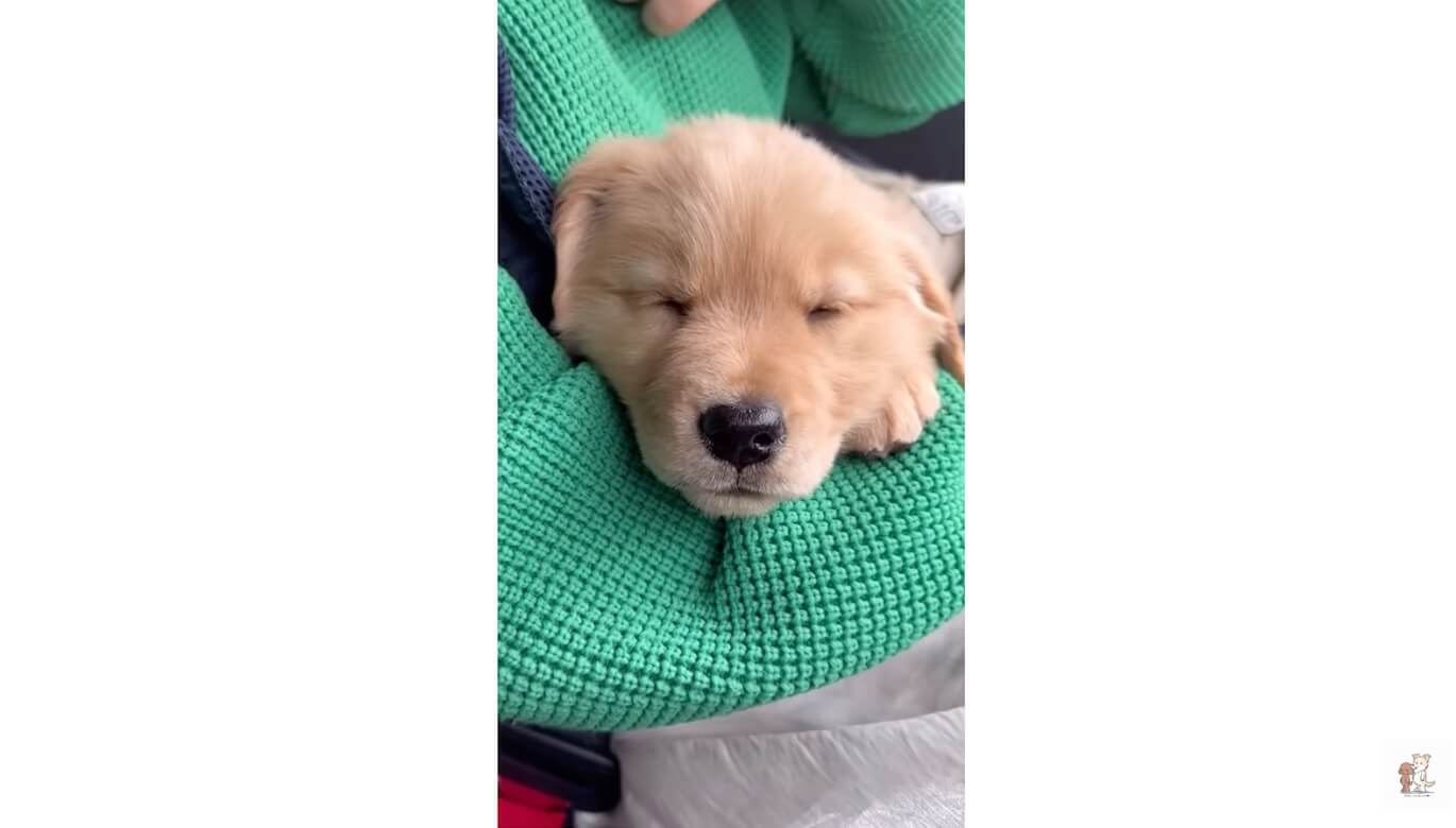 ゴールデンレトリーバー,動画