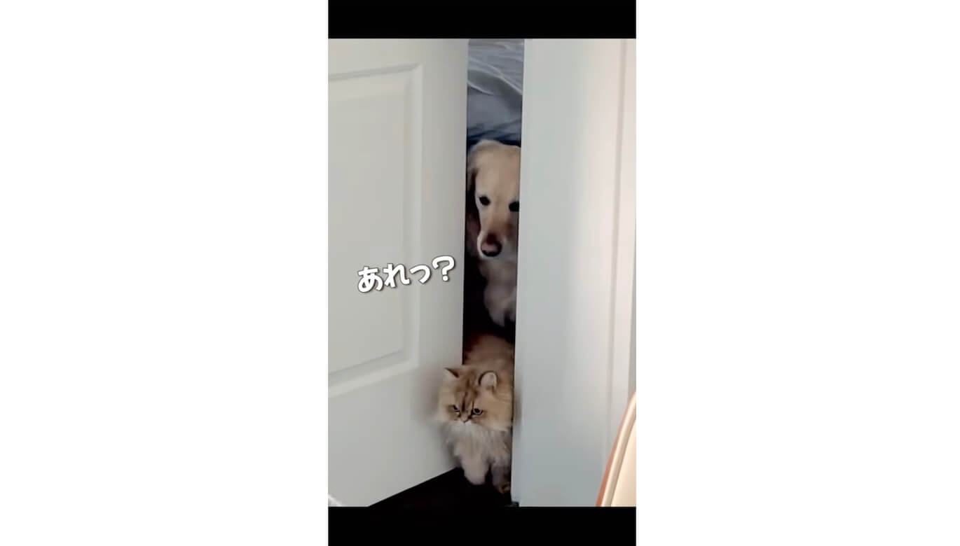 ゴールデンレトリーバー,動画