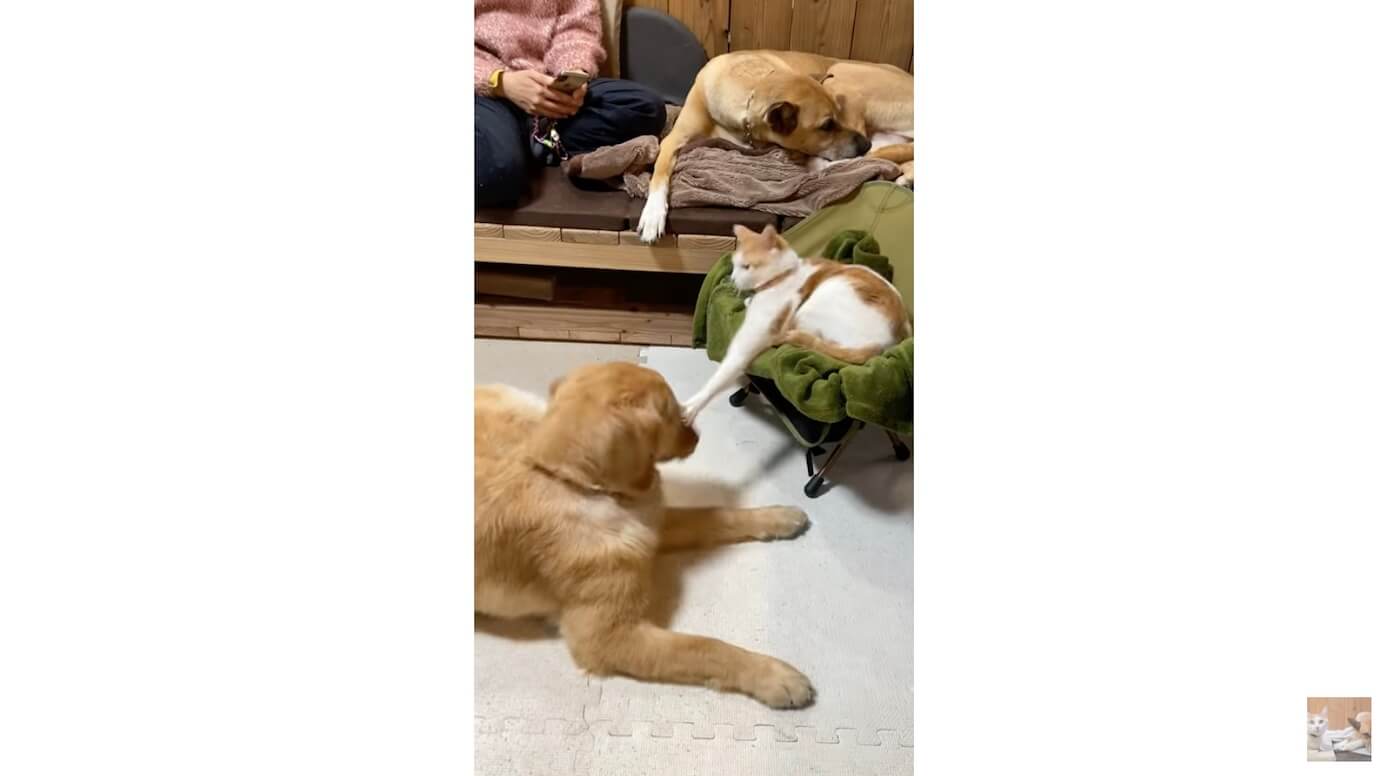 ゴールデンレトリーバー,動画