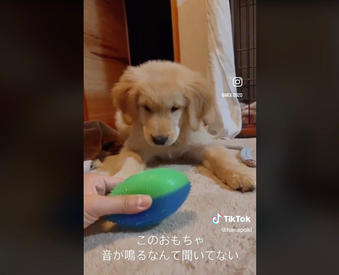 ゴールデンレトリーバー,動画