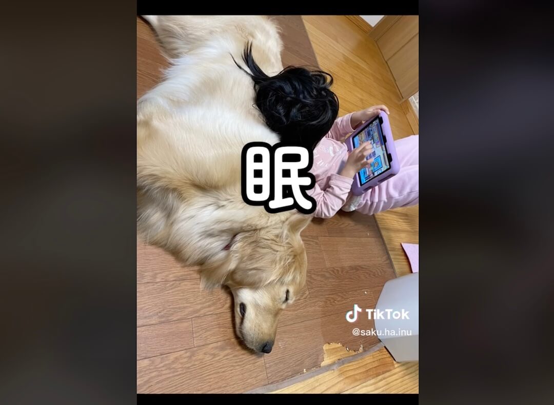 ゴールデンレトリーバー,動画