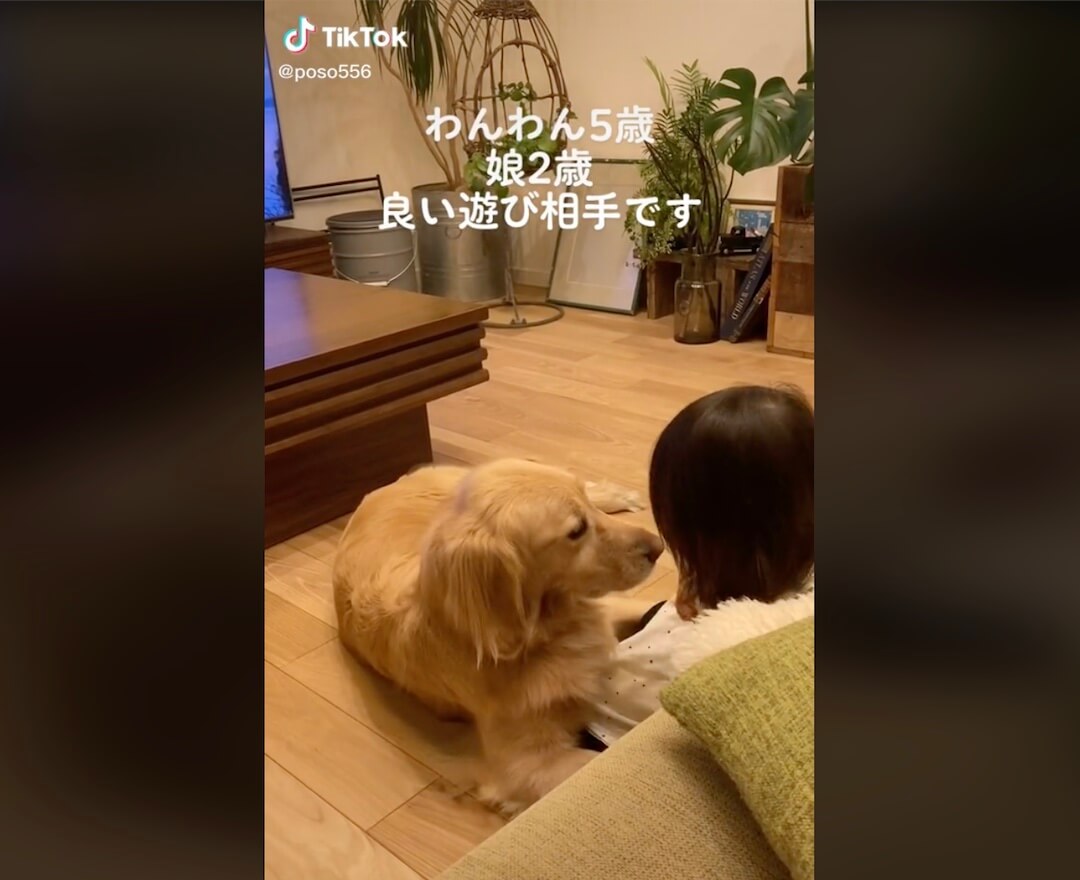 ゴールデンレトリーバー,動画