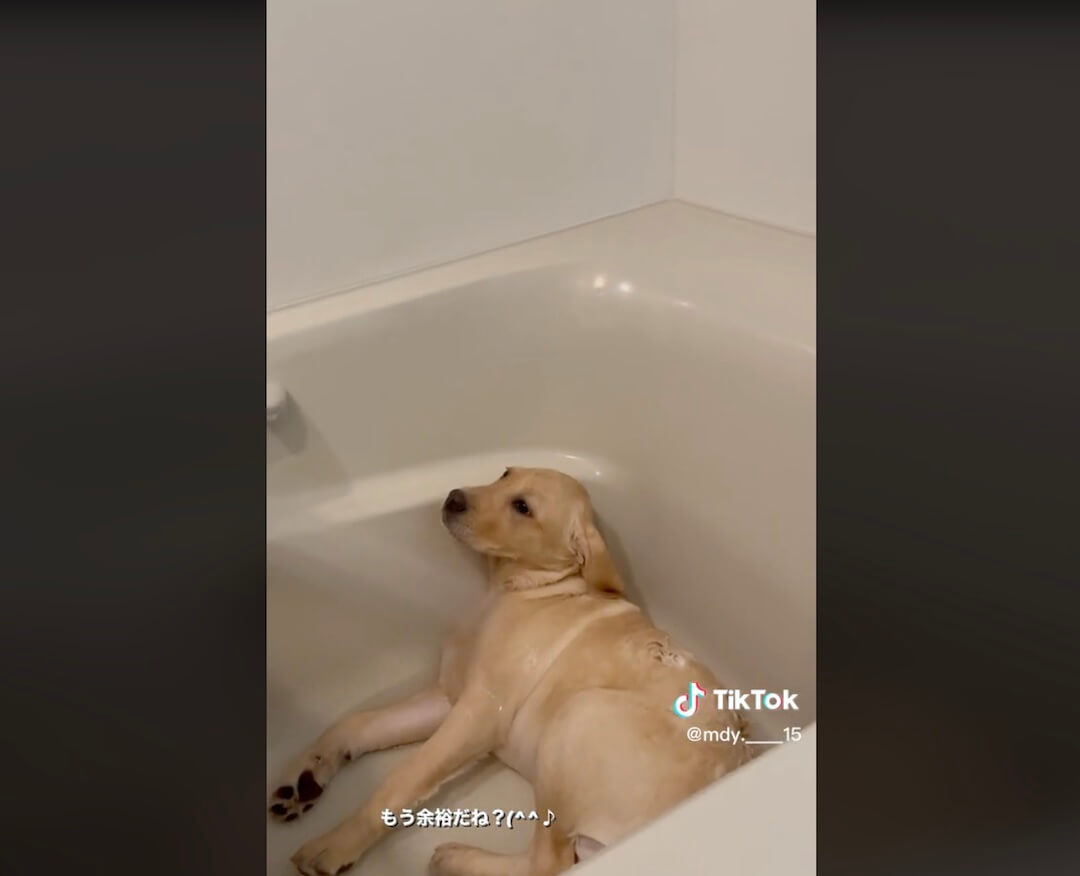 ラブラドールレトリーバー,動画