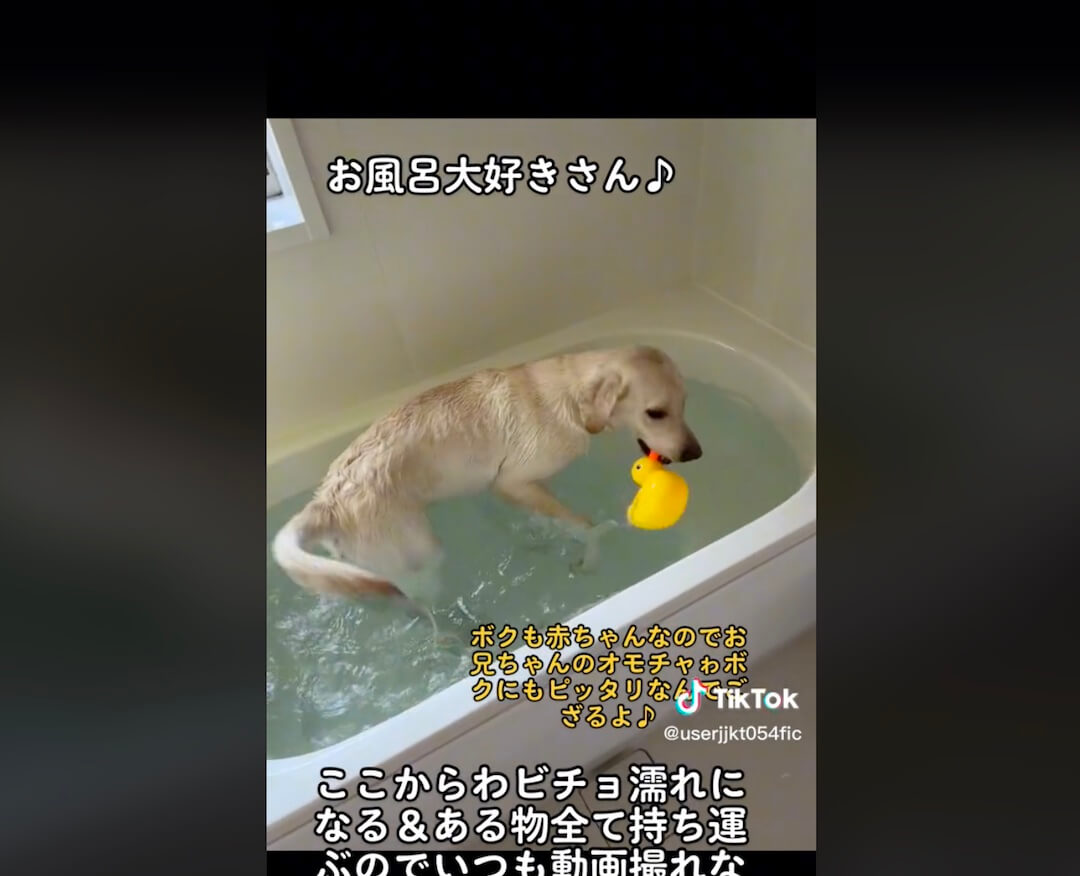 ラブラドールレトリーバー,動画