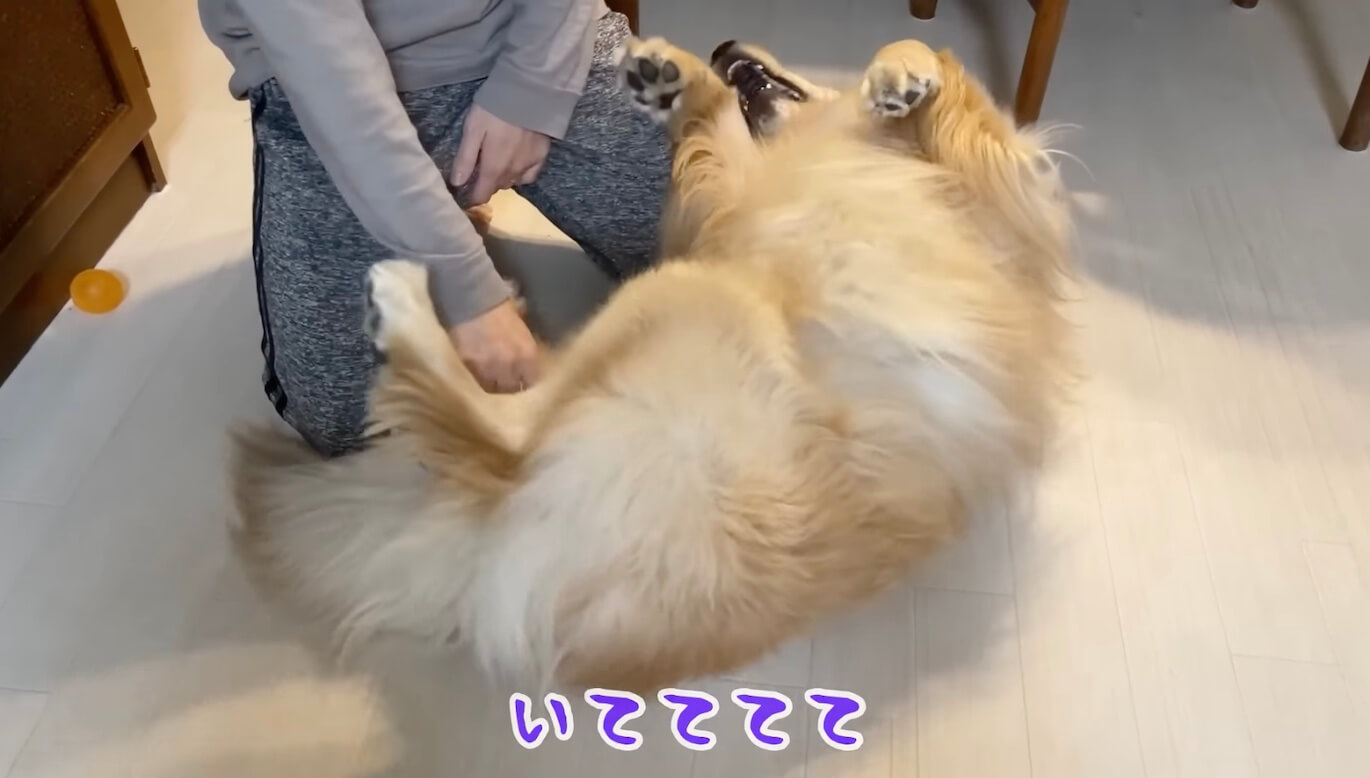 ゴールデンレトリーバー,動画