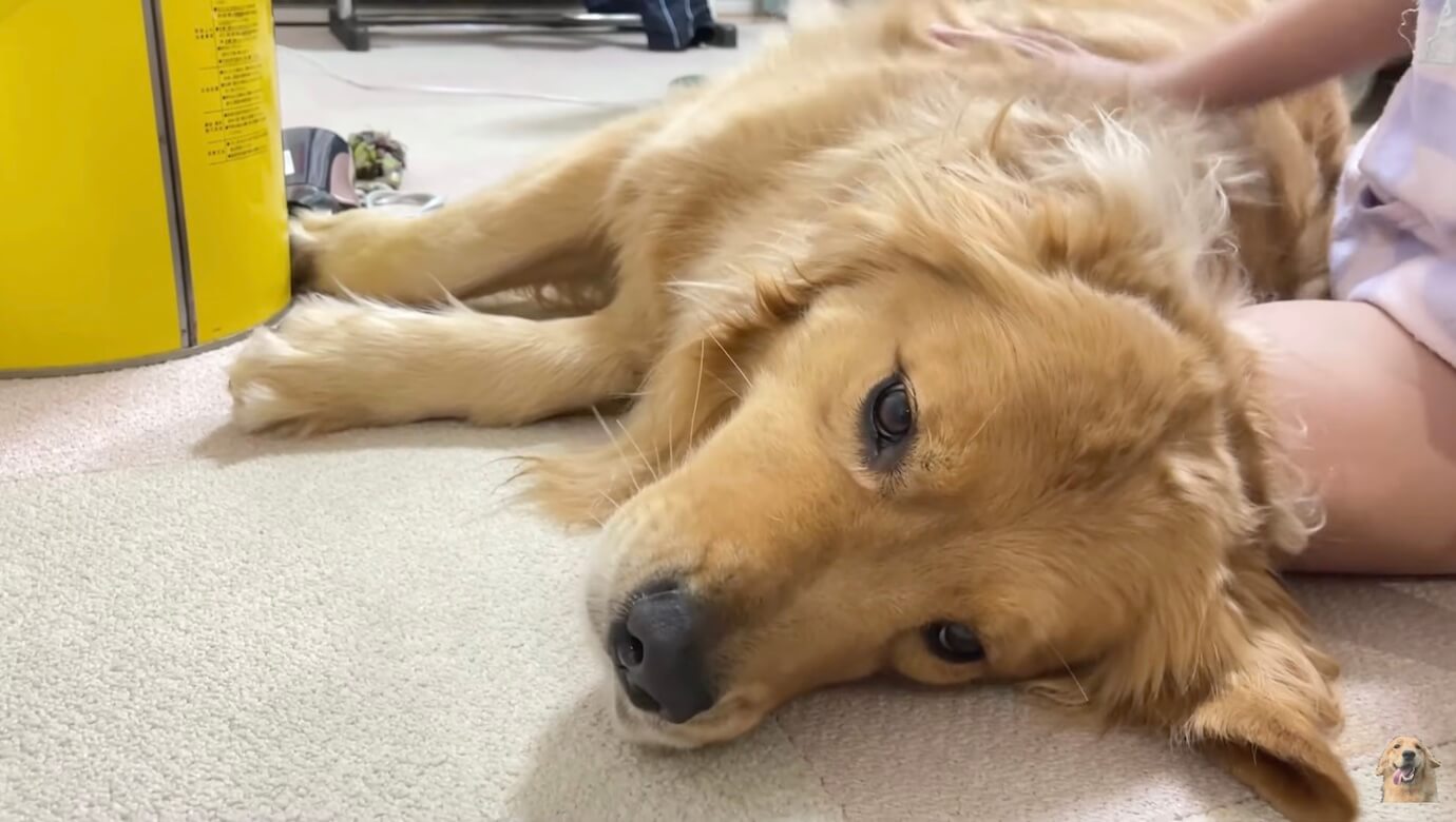 ゴールデンレトリーバー,動画