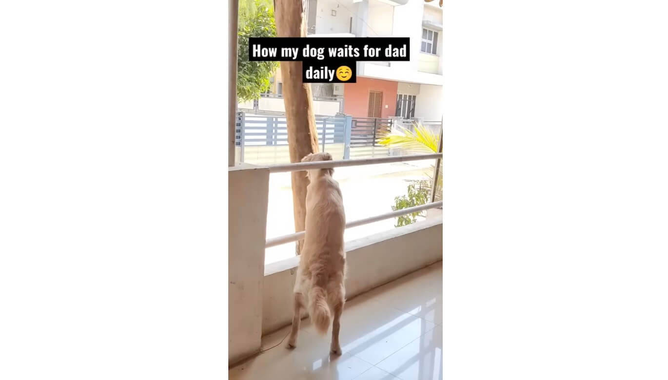 ゴールデンレトリーバー,動画