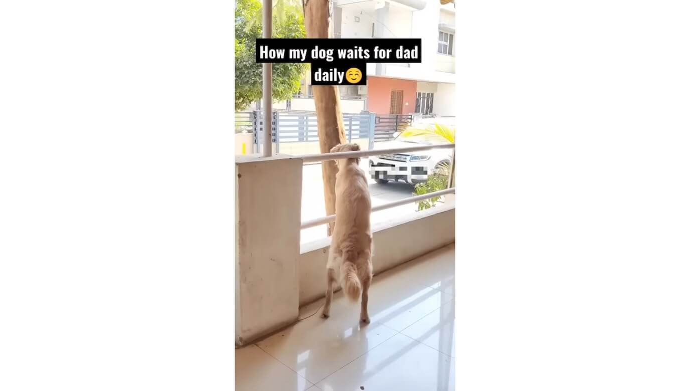 ゴールデンレトリーバー,動画