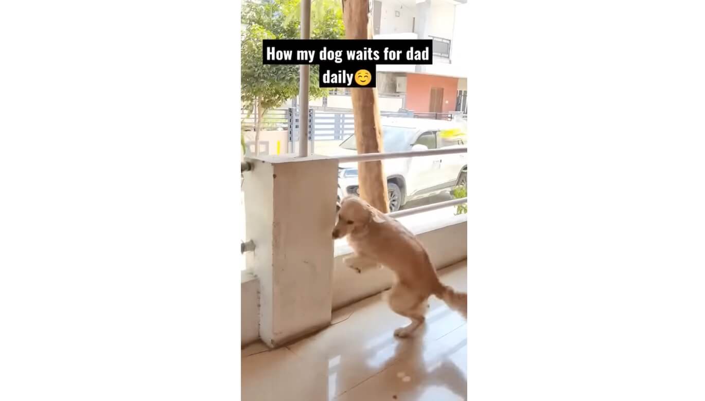 ゴールデンレトリーバー,動画