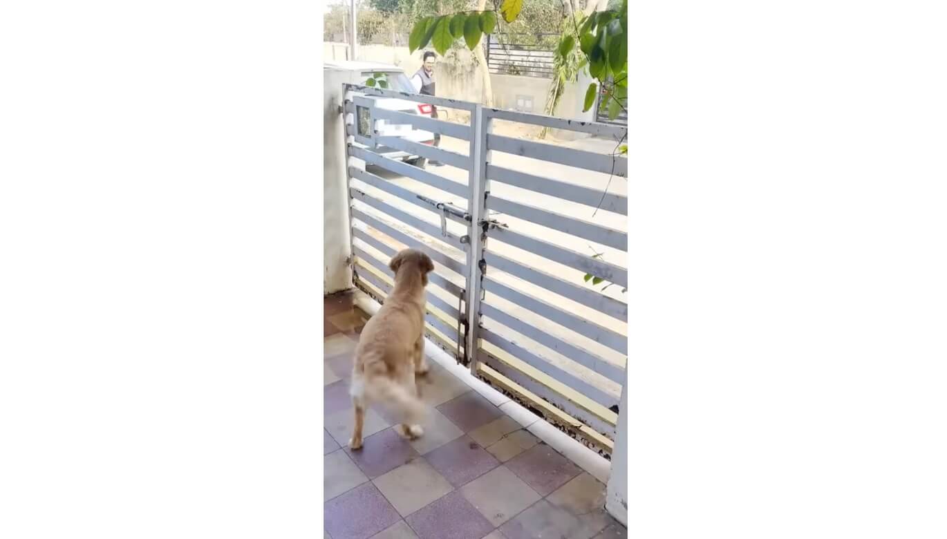 ゴールデンレトリーバー,動画