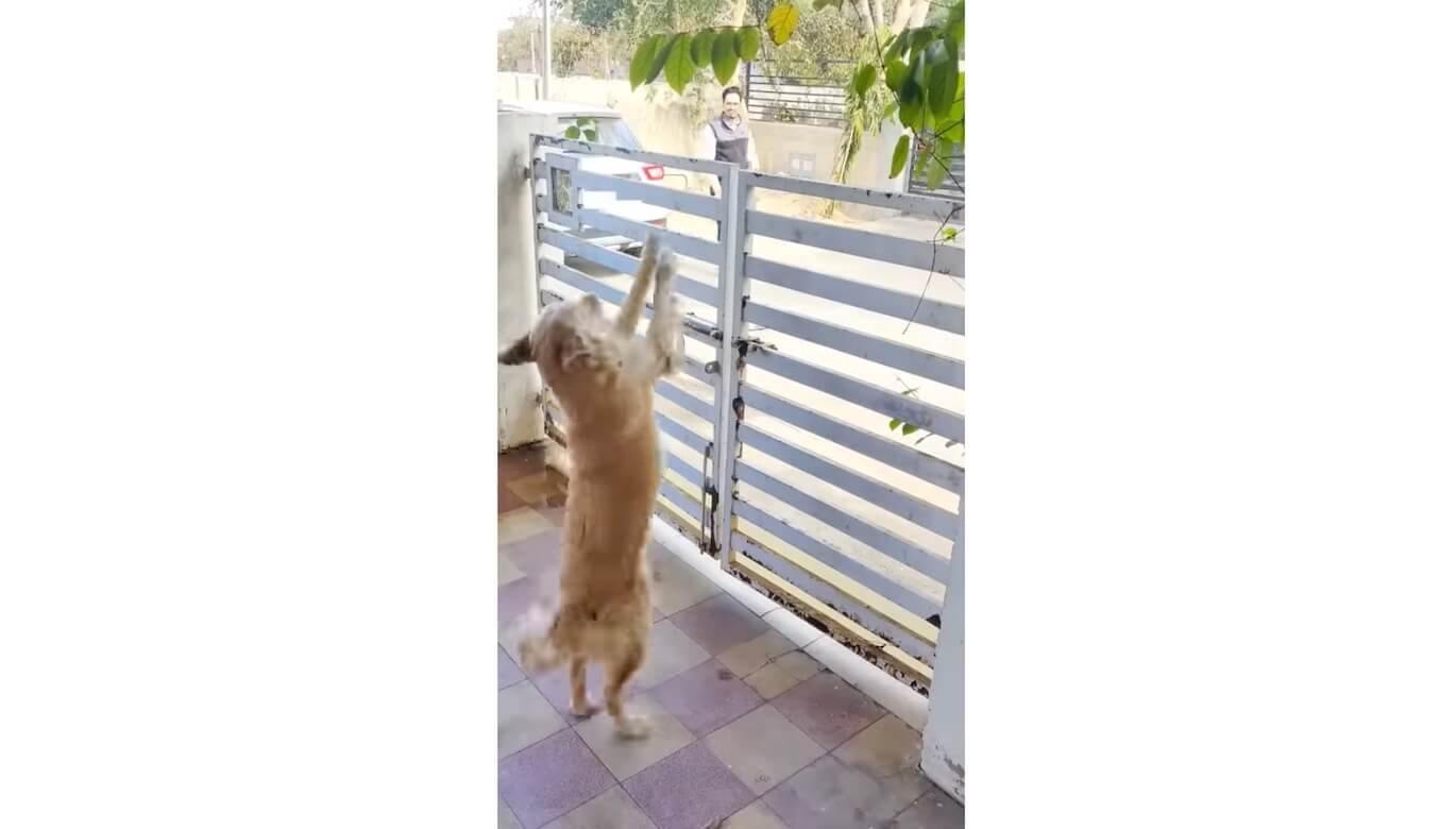 ゴールデンレトリーバー,動画