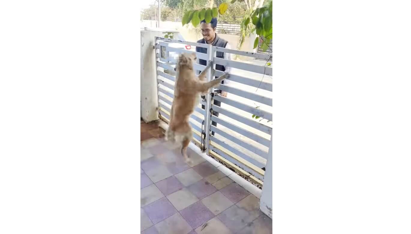 ゴールデンレトリーバー,動画