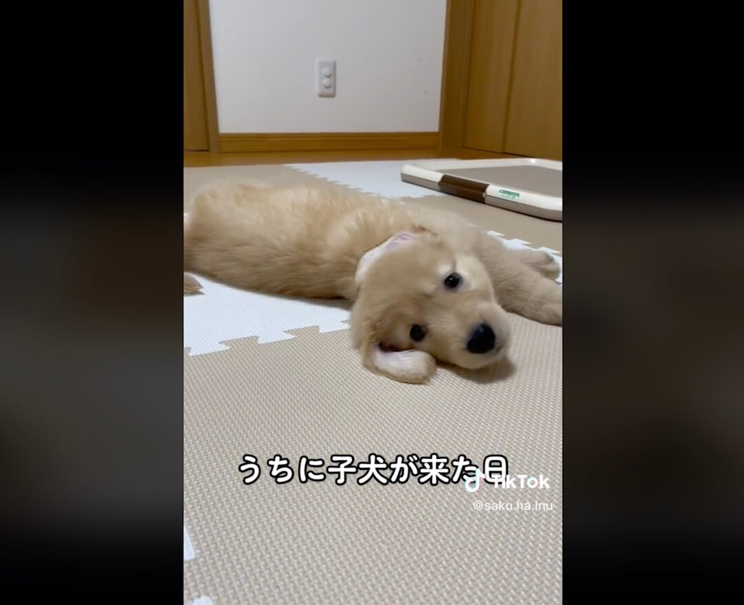 ゴールデンレトリーバー,動画