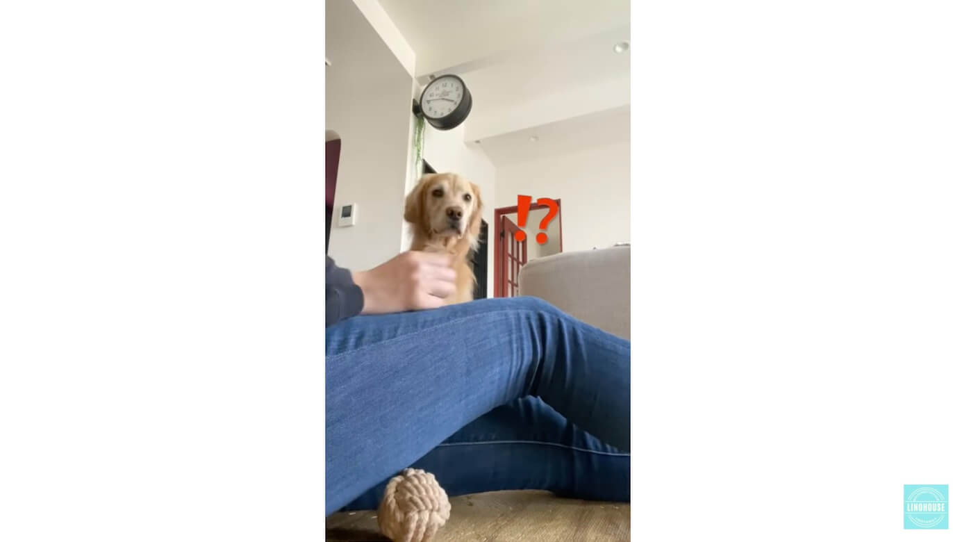 ゴールデンレトリーバー,動画