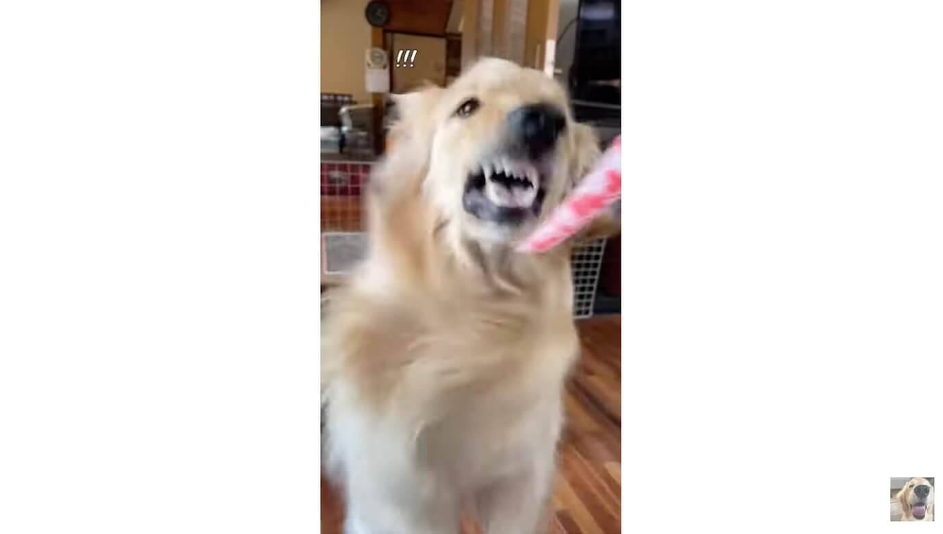 ゴールデンレトリーバー,動画