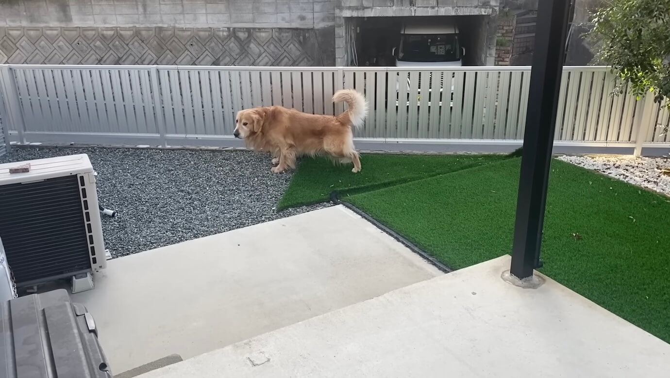 ゴールデンレトリーバー,動画