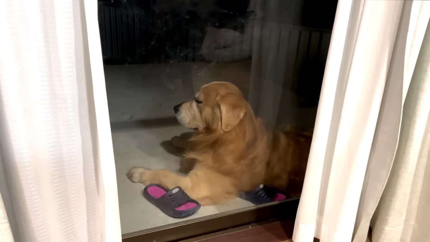 ゴールデンレトリーバー,動画