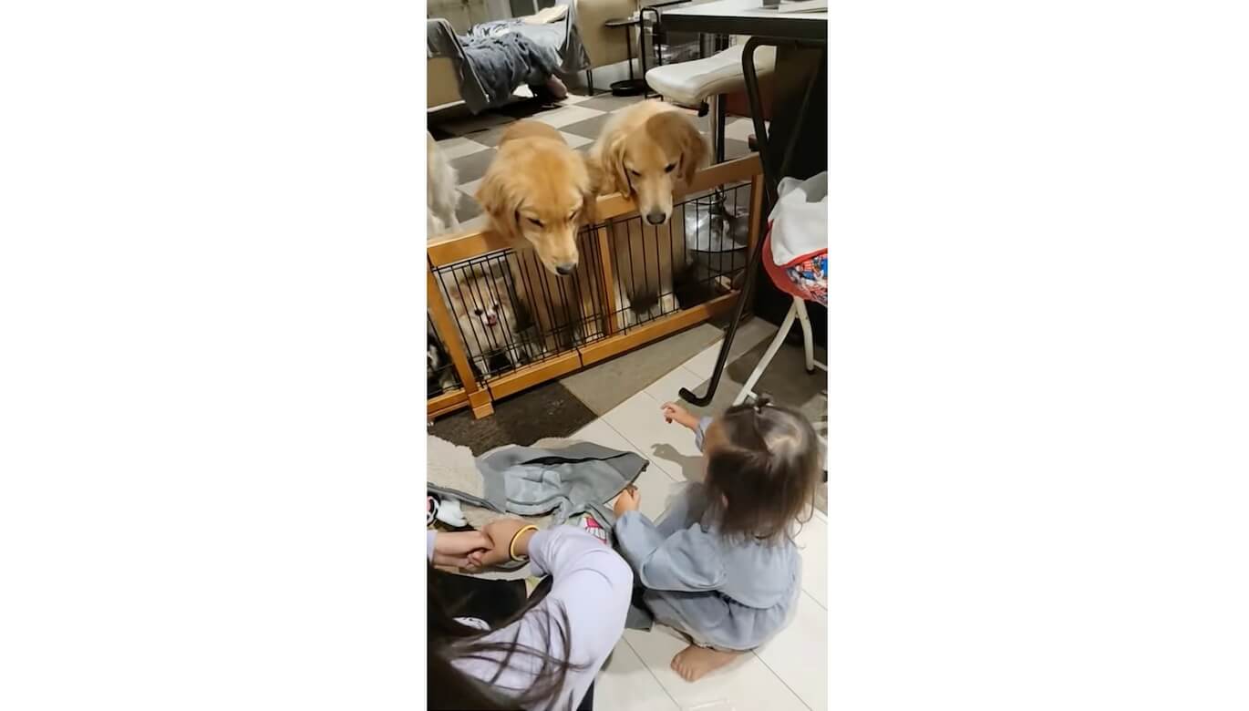 ゴールデンレトリーバー,動画