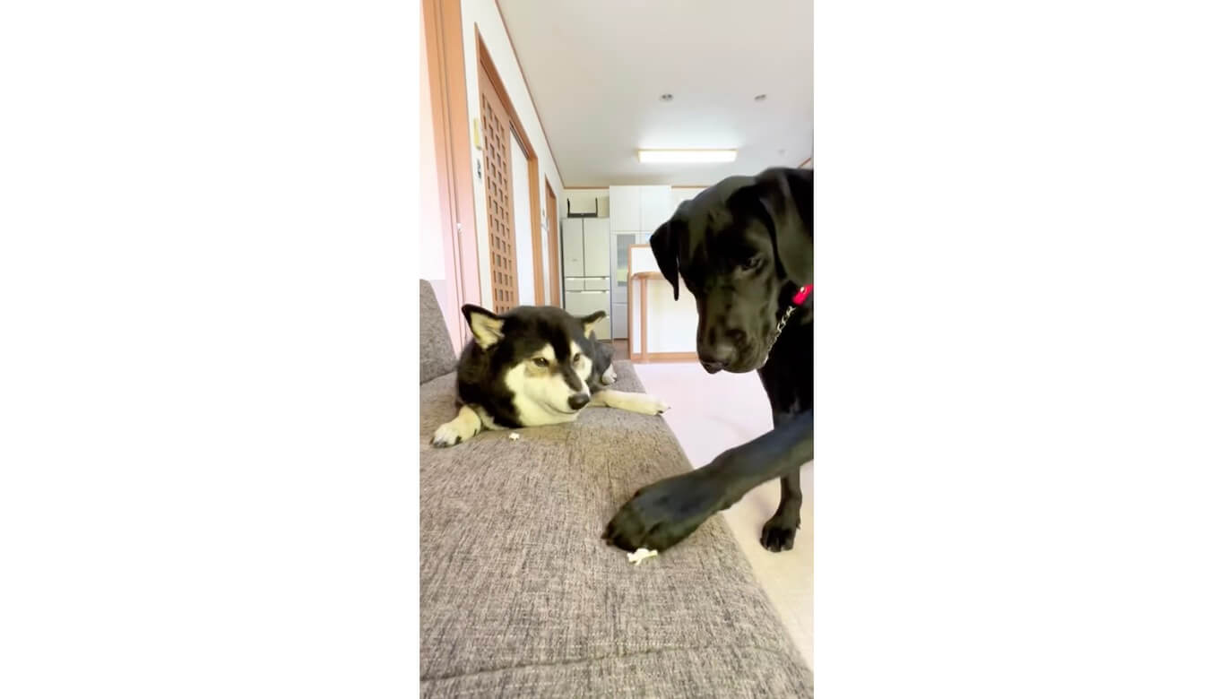 ラブラドールレトリーバー,動画