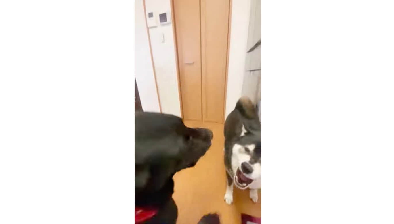 ラブラドールレトリーバー,動画