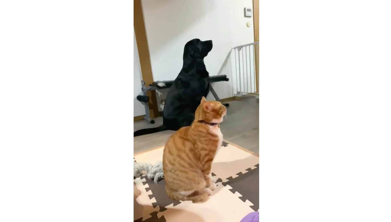 ラブラドールレトリーバー,動画