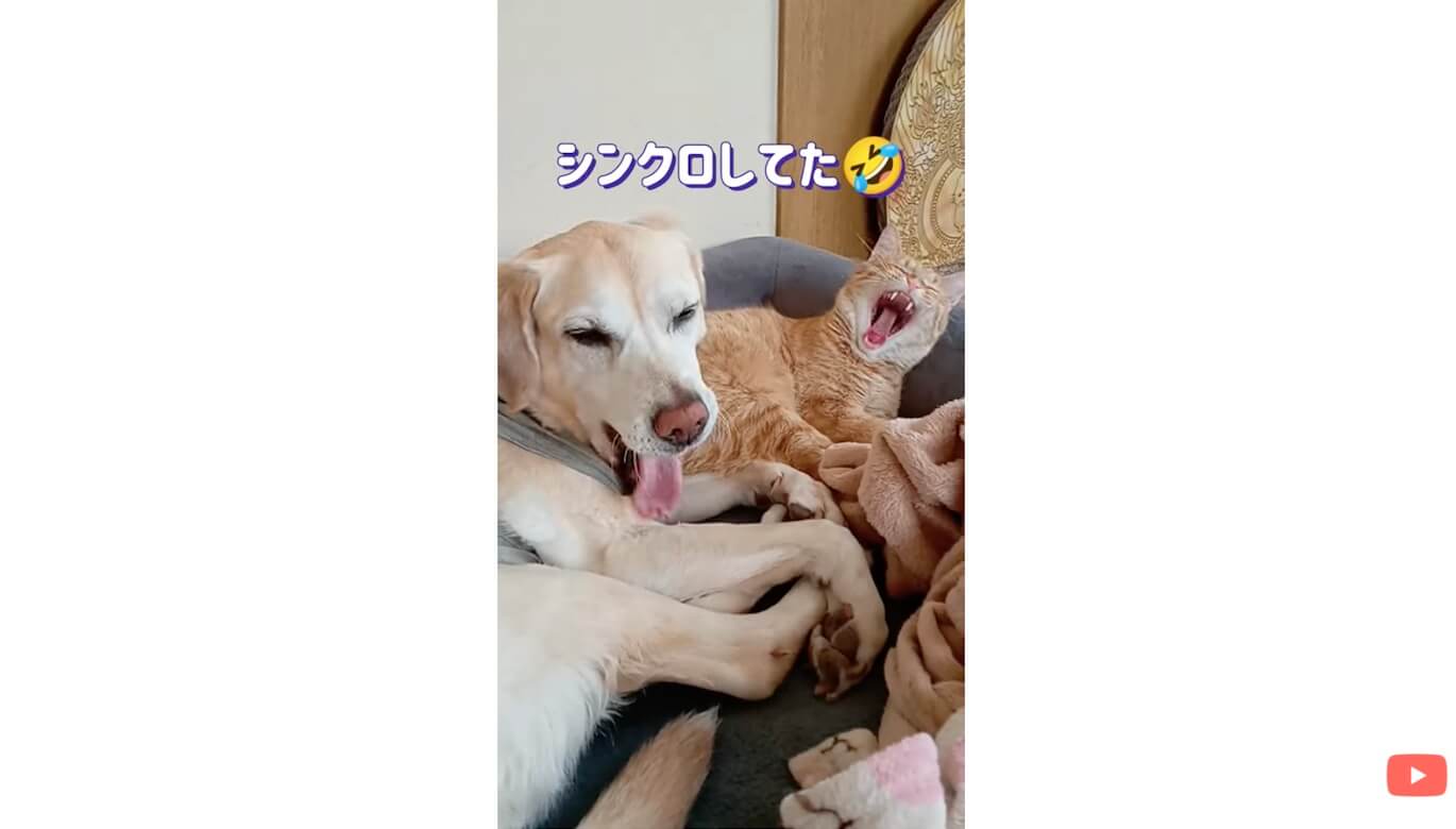 ラブラドールレトリーバー,動画