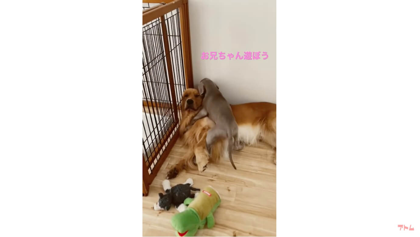 ゴールデンレトリーバー,動画