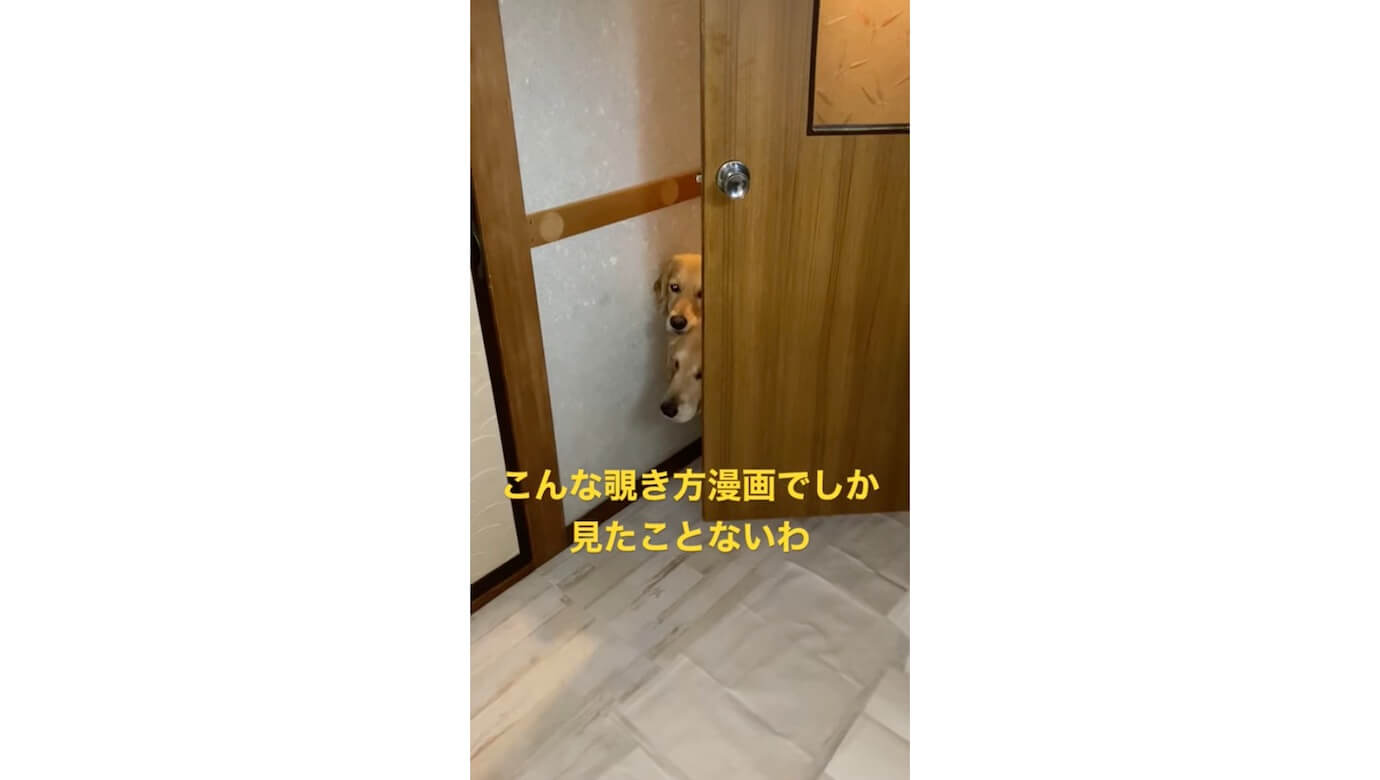 ゴールデンレトリーバー,動画