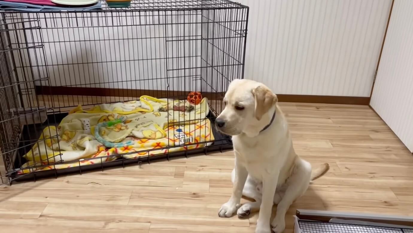 ラブラドールレトリーバー,動画