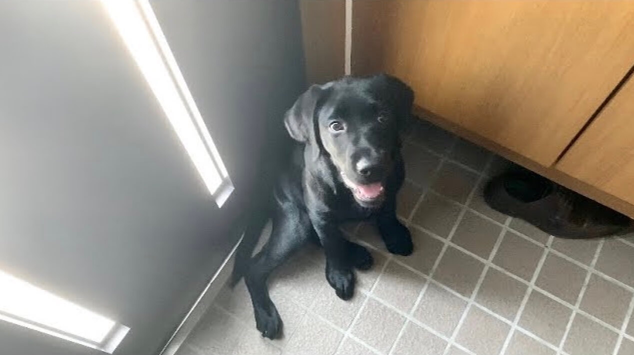 ラブラドールレトリーバー,動画