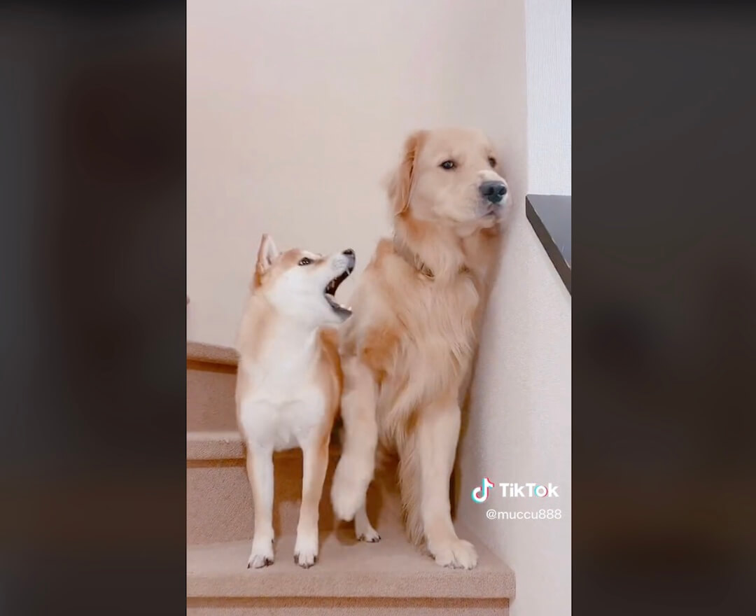 ゴールデンレトリーバー,動画