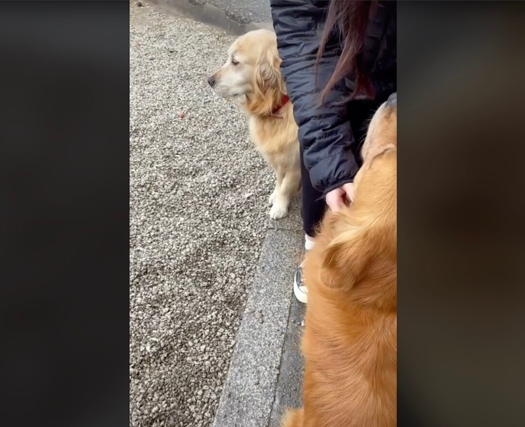 ゴールデンレトリーバー,動画