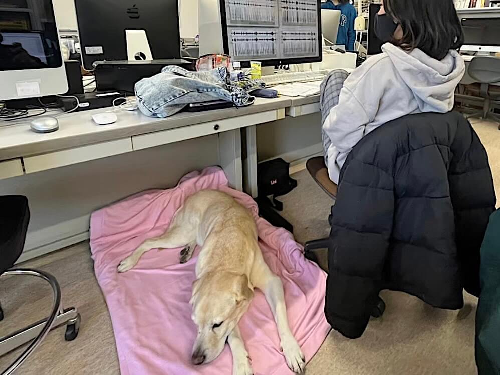 ラブラドール・レトリーバー