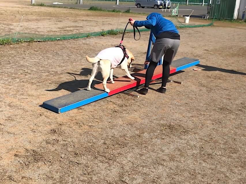 アジリティに挑戦するひるめちゃん。