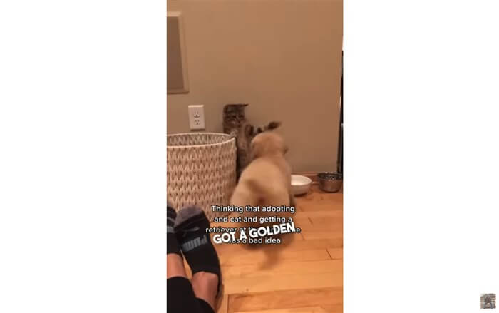 ゴールデンレトリーバー,動画