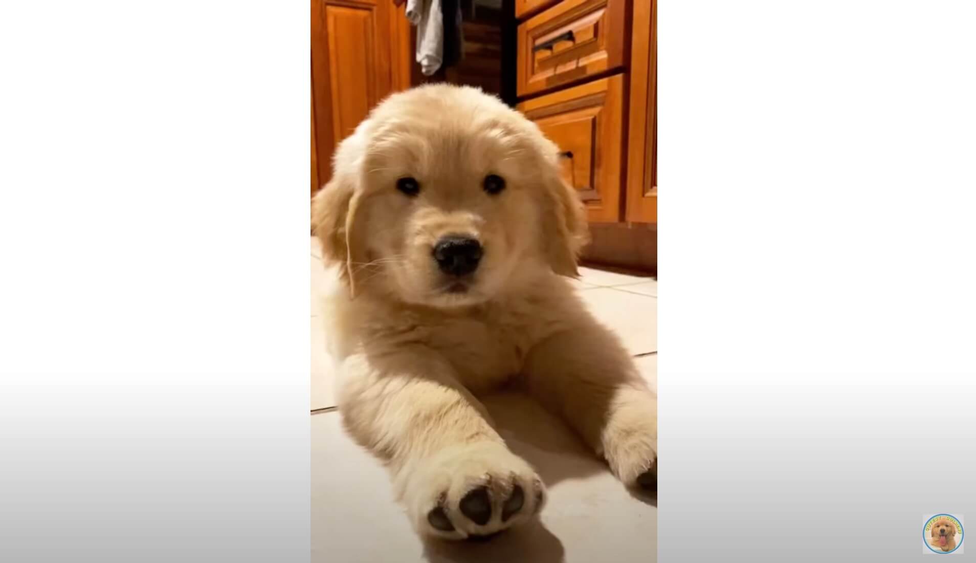 ゴールデンレトリーバー,動画