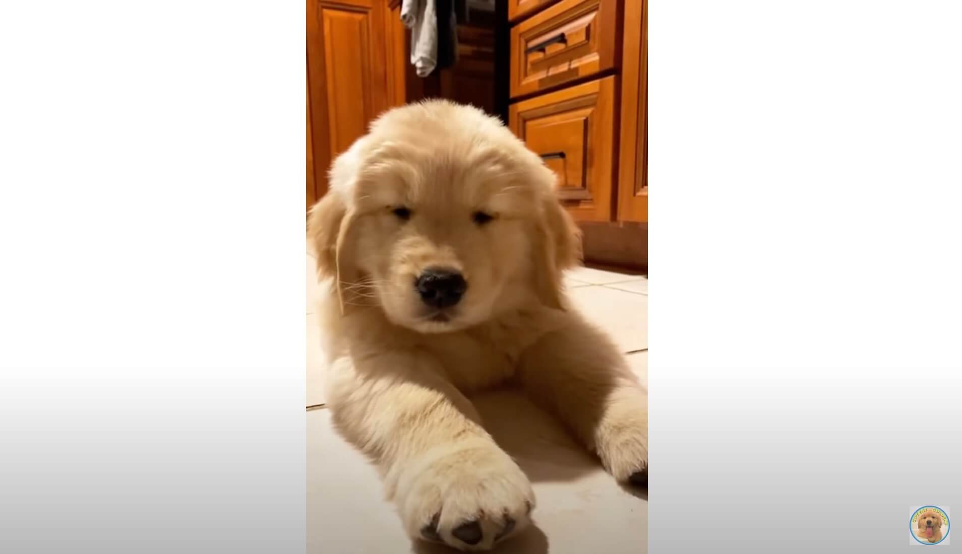 ゴールデンレトリーバー,動画