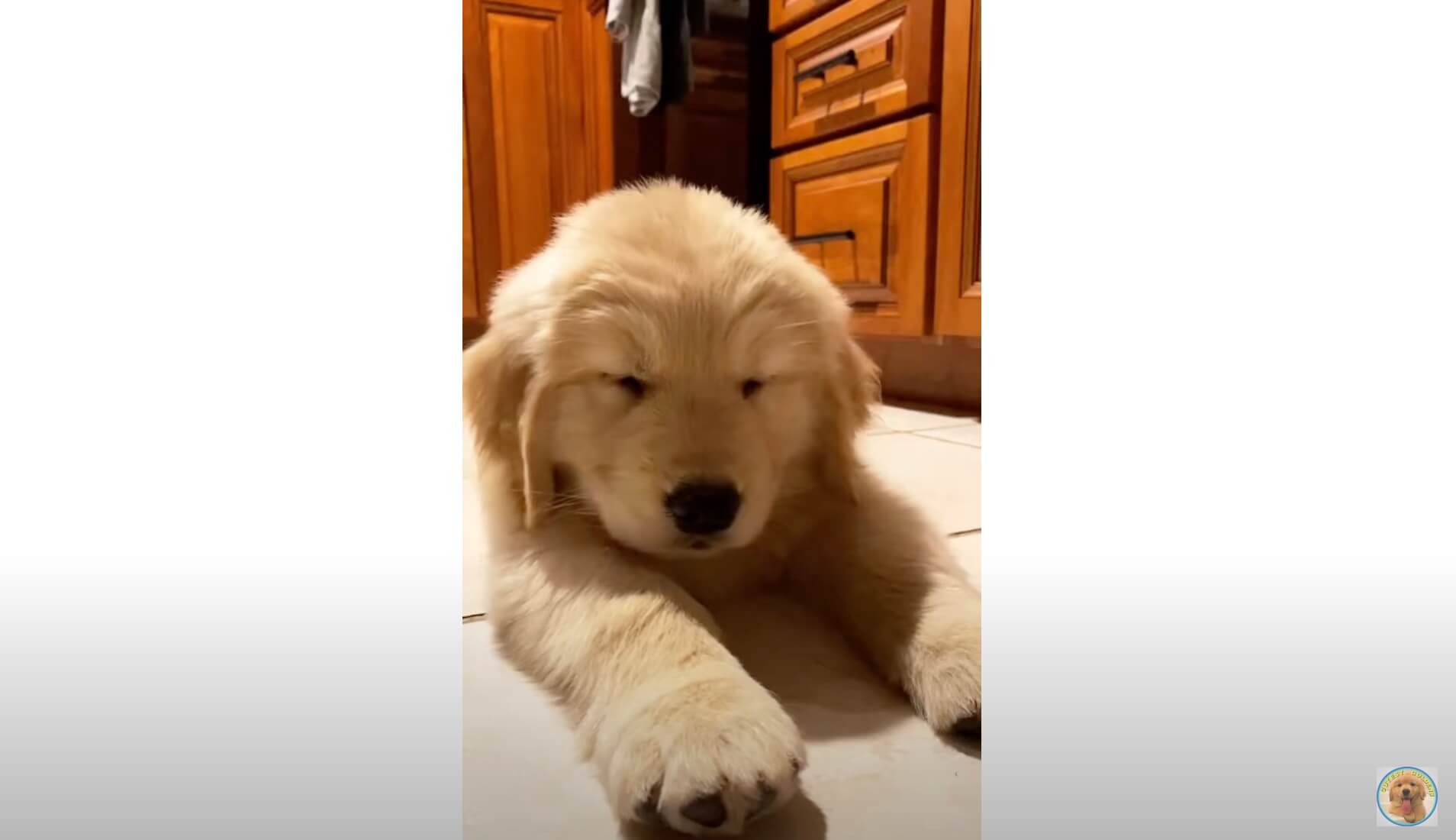 ゴールデンレトリーバー,動画