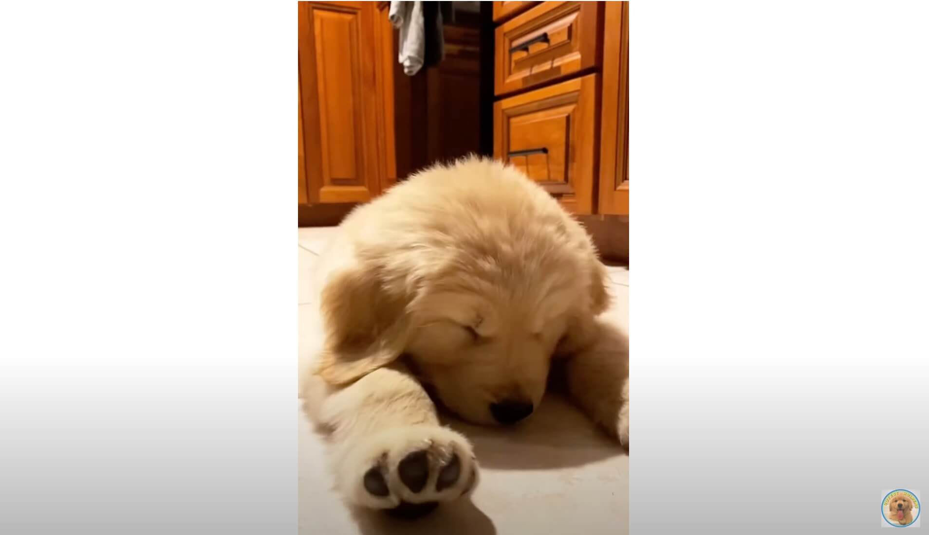 ゴールデンレトリーバー,動画