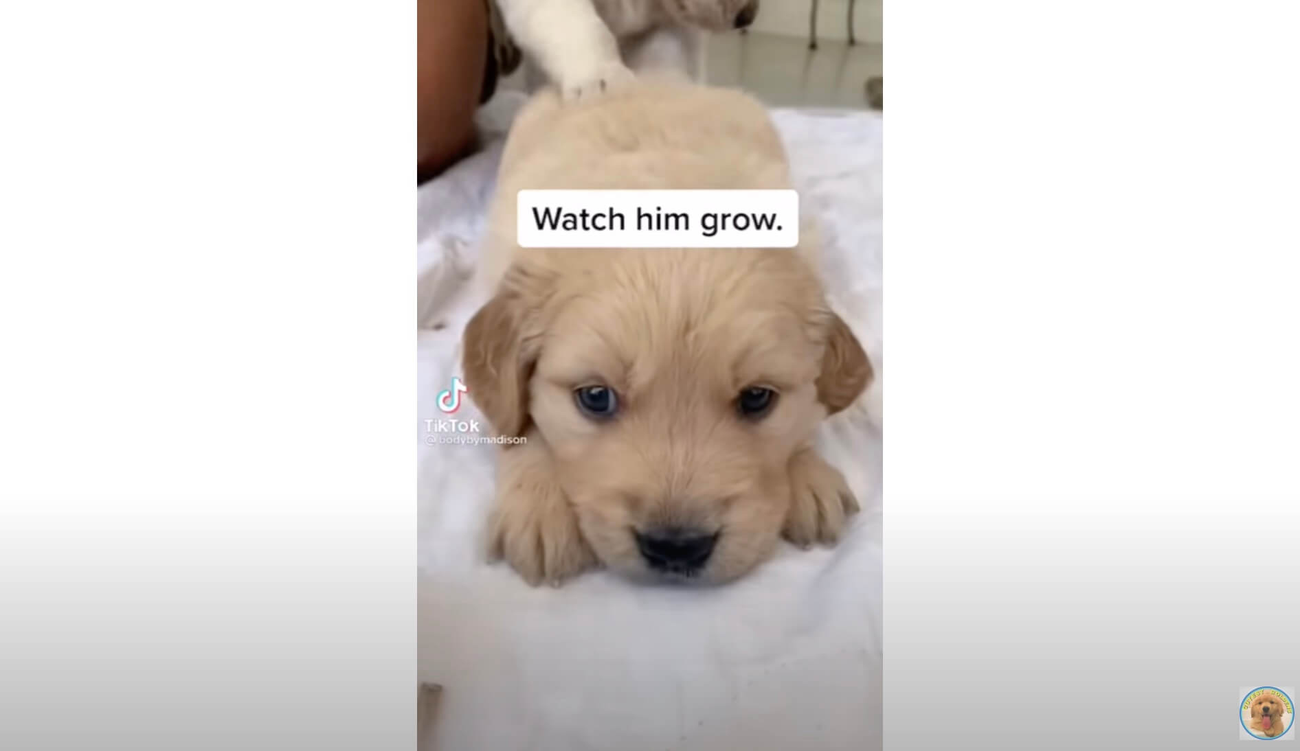 ゴールデンレトリーバー,動画