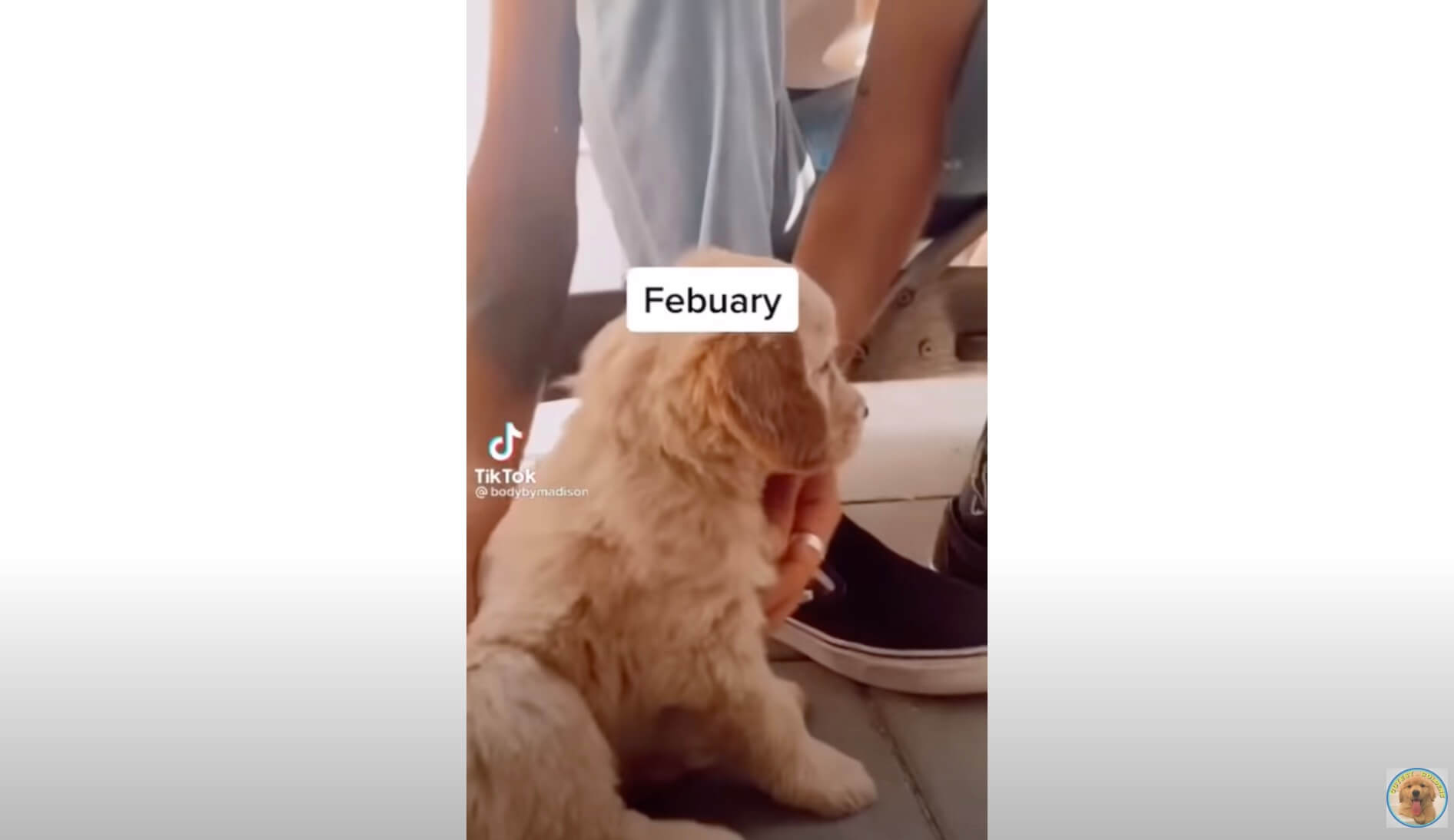 ゴールデンレトリーバー,動画